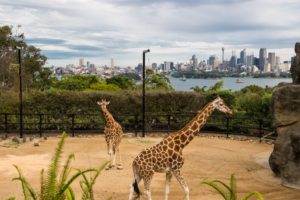 Taronga zoo et Sydney