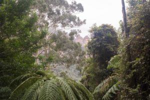 The bush and the three sister in the background.