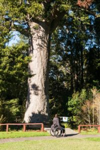 Le kauri McKinney âgé de 800 ans.