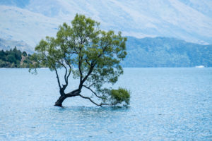 The Wanaka Lonely Tree.