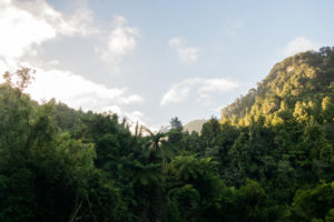 Vegetation overview.
