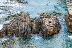 Here they are snapping on a nugget!