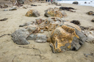 So this golden thing would be some 65 millions years old mud...