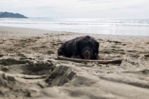 Throw me the wooden stick! 