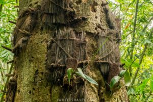 Kambira baby graves.
