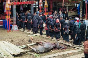 sacrifice buffle toraja mort cérémonie funéraire