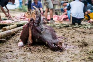 buffle sacrifice toraja cérémonie funéraire enterrement
