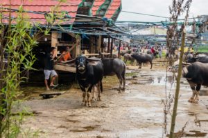 Size of horns, colour and weight are used to set the price.