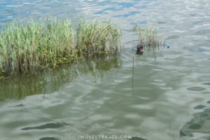 La tête à peine hors de l'eau !
