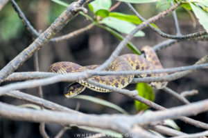 These snakes stay in trees waiting for high tide and catch fishes when they are close enough.
