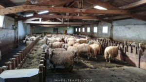 Many ewes were staying inside, waiting for the rain to stop to go in pastures.