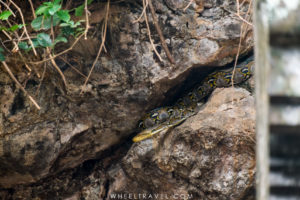 A snake in Goa Lawah temple.