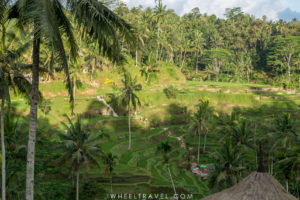 Tegalalang paddle fields near Ubud, Bali.