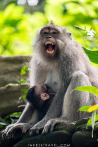 Ubud Monkey Forest, Bali.