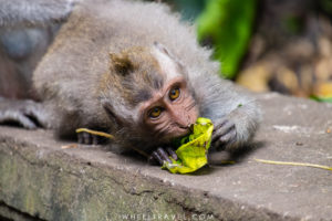 Ubud Monkey Forest, Bali.