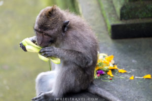 Ce petit singe mange l'une des offrandes déposées au pied d'un temple.