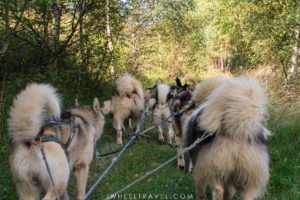 sled dogs cart forest mountains france