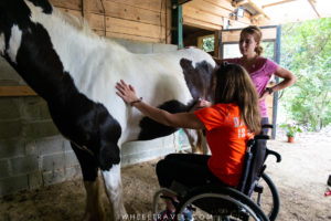 hippotherapy handicap disability horse