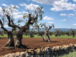 Oliviers pouilles italie
