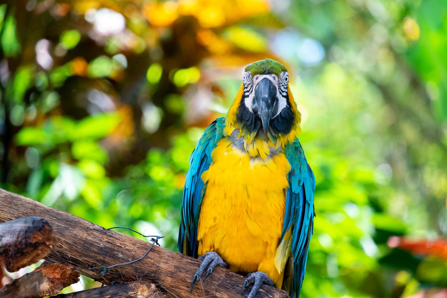 guadeloupe jardin botanique perroquet