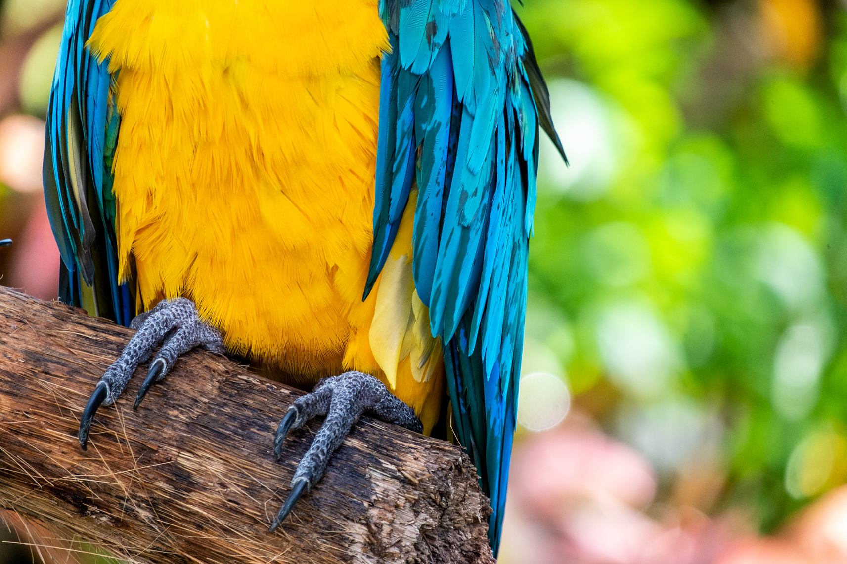 guadeloupe jardin botanique perroquet