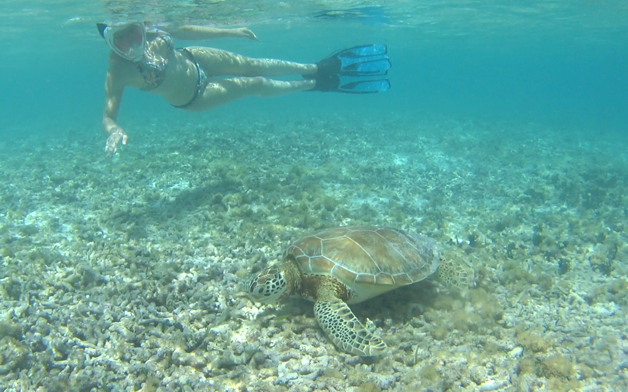 snorkelling guadeloupe tortue